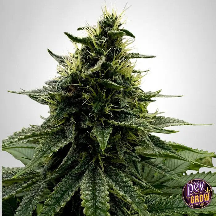 TBKushTheBulldogSeeds