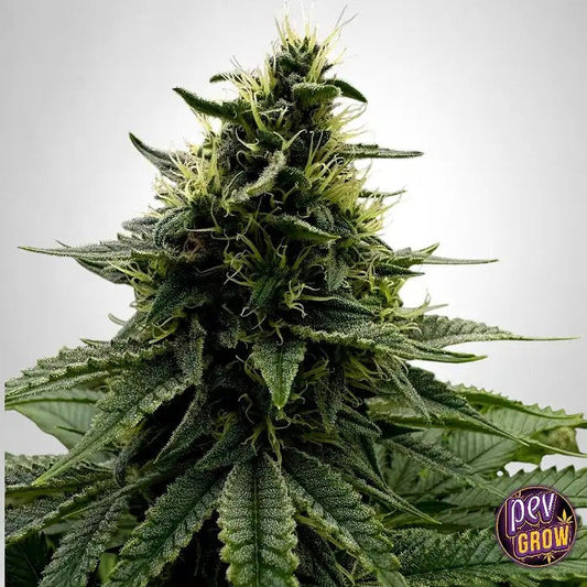 TBKushTheBulldogSeeds