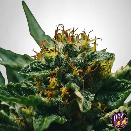 TBMimosaTheBulldogSeeds