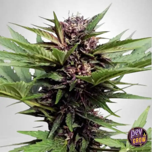 TBPurpleCBDAutodeTheBulldogSeeds