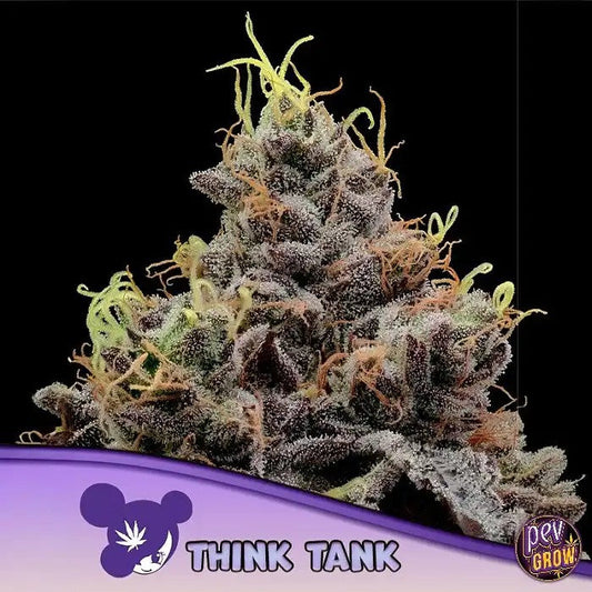 ThinkTankparAnesiaSeedsâ€?0%Indica50%Sativa·Jusqu’Ã?1%deTHC·Arômetropicalfruité