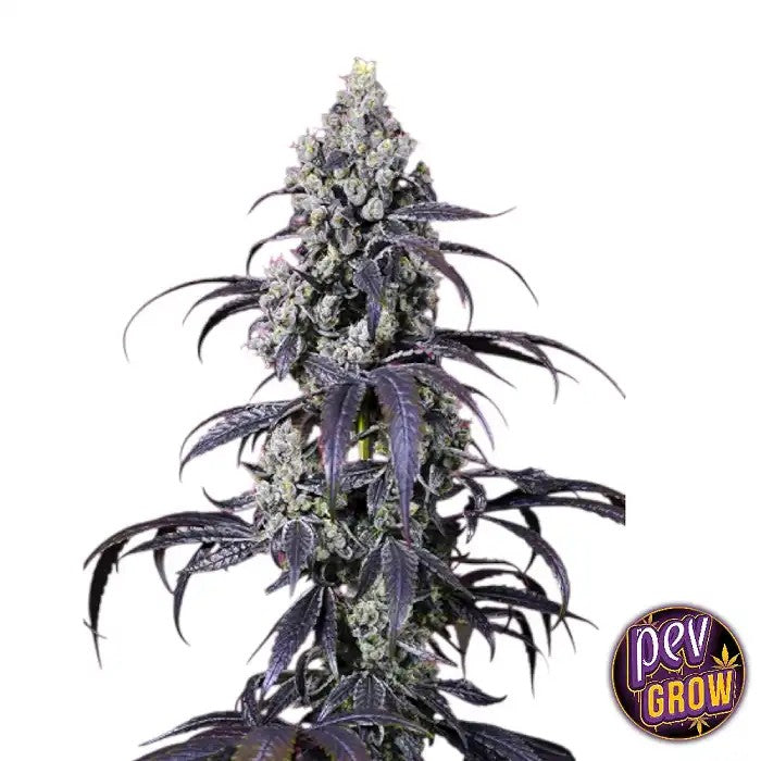 TropicannaCherryXLAuto–SemencesSweetSeeds·RécolteAbondante,RougeetSucrée