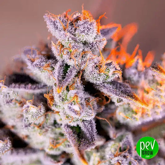 TropicannaPoisonXLAuto®parSweetSeeds–Variétéautoflorissanterougeetvioletteà24%deTHC