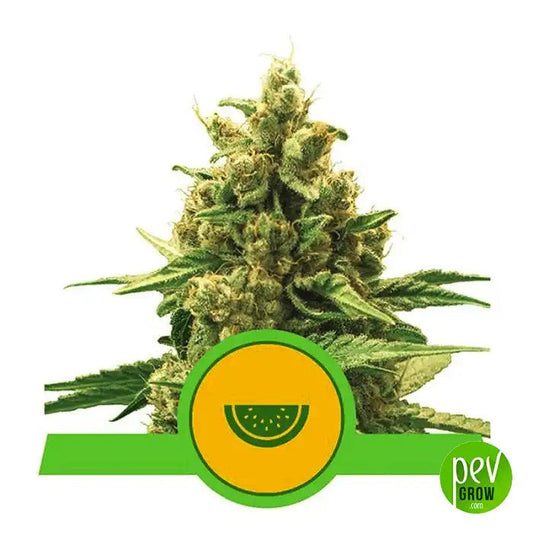 WatermelonAuto–RoyalQueenSeeds–Saveursucréefruitéeetrécolterapideen8à9semaines