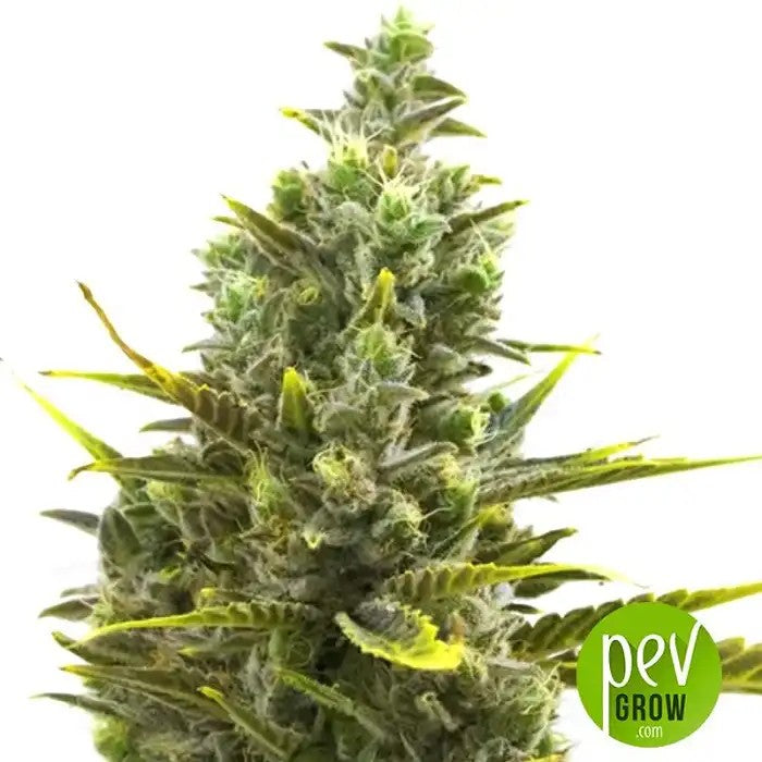 WeddingCakeAutoparBarneysFarm–AutofleurissanteVanilleSucréeà26%deTHC