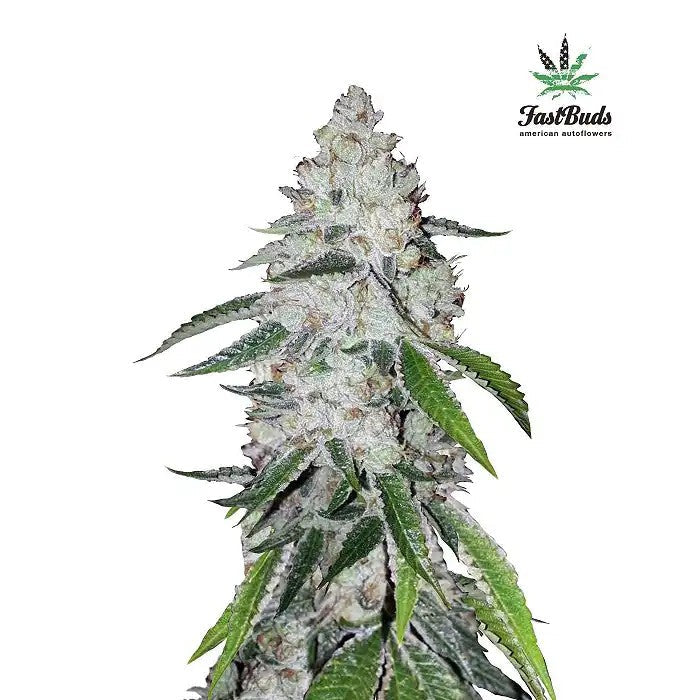 WestCoastO.G.AutoparFastBuds–UneOGKushautomatiqueàfloraisonrapideavec21%deTHC